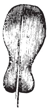 Bir yaprak iki bölüme ayrılmıştır. Küçük bir loblu ve yuvarlak lob, vintage çizgi çizme veya oyma illüstrasyon olduğunu yaprak olduğunu.