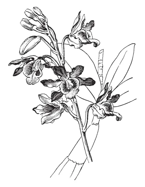 Albero Appartenente Alla Famiglia Epifita Delle Orchidee Caratterizzato Anche Fiori — Vettoriale Stock