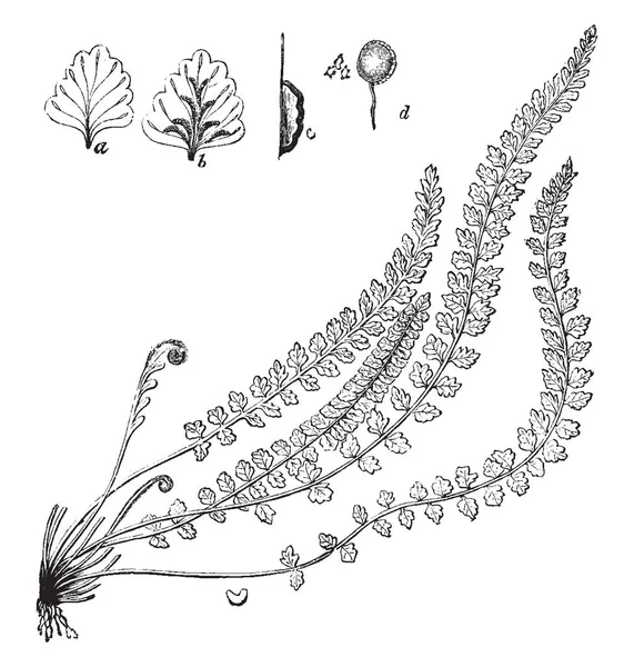 Este Asplenium Viride Esto Conoce Como Hierba Del Bazo Verde — Vector de stock