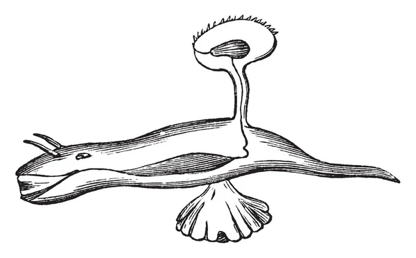 Hétéropode Est Selon Taxonomie Gastropoda Dessin Ligne Vintage Illustration Gravure — Image vectorielle