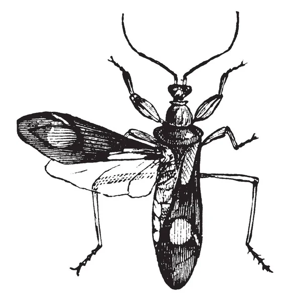 や茂み ビンテージ ライン描画または彫刻図の枝に住んでいる つの発見のコルセア昆虫 — ストックベクタ