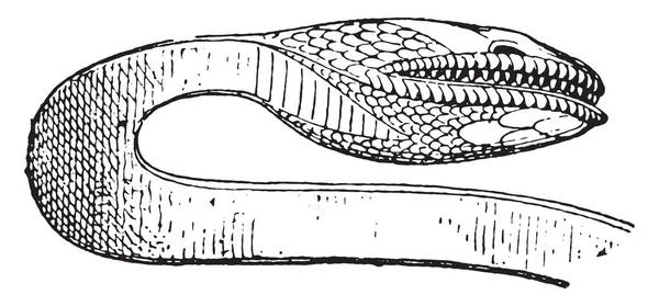 Голова Змеи Винтажная Выгравированная Иллюстрация Частная Жизнь Античной Семьи 1881 — стоковый вектор