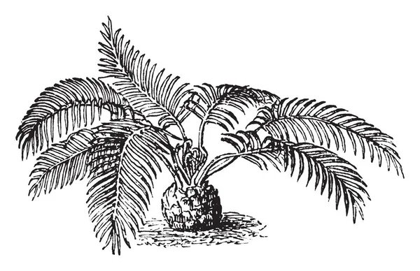 蕨类植物的一种图案 有些蕨类植物用于食品 医药或观赏植物 复古线画或雕刻插图 — 图库矢量图片