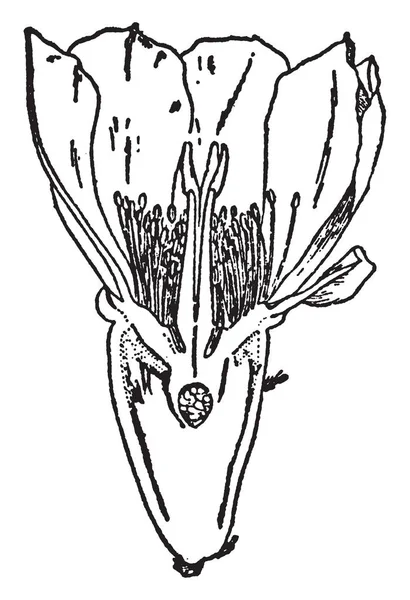 Immagine Cactus Fiore Mostrato Verticalmente Disegno Linee Vintage Incisione Illustrazione — Vettoriale Stock