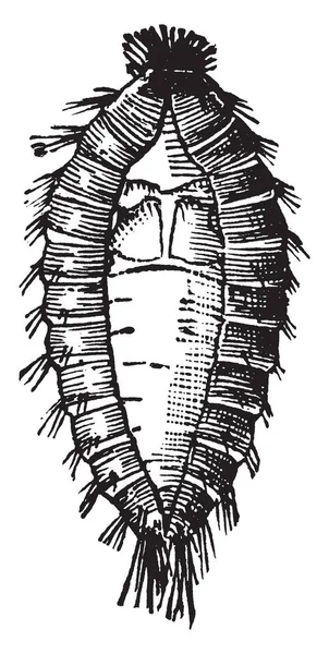 Ковровый Жук Жук Длиной Относящийся Семейству Dermestidae Винтажный Рисунок Линии — стоковый вектор