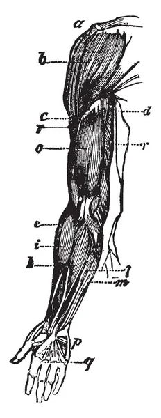 Ezen Ábrán Képviseli Kar Izom Vintage Vonalas Rajz Vagy Metszet — Stock Vector