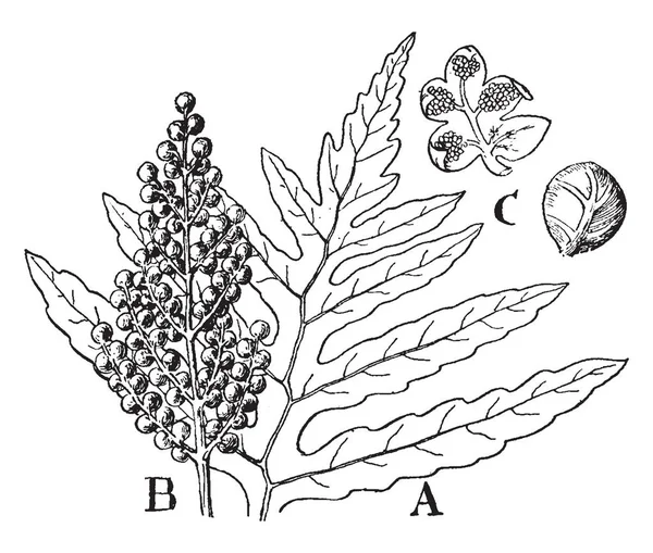 Onoclea图片 显示正常绿叶的部分 显示有孢子叶 的一个圆裂片的两个视图 显示在裂片内侧的静脉和孢子囊群 复古线条画或雕刻插图 — 图库矢量图片