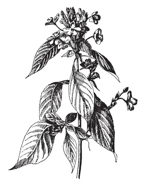Рисунке Изображен Daedalacanthus Nervosus Широко Известный Eranthemum Pulchellum Уроженец Индии — стоковый вектор