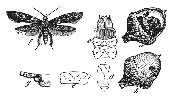 Acorn Moth Species Moth Blastobasidae Family Vintage Line Drawing Engraving — Stock Vector