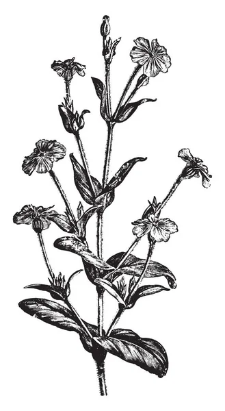 Flowering Branch Lychnis Coronaria Has White Gray Flowering Stalks Rounded — Stock Vector