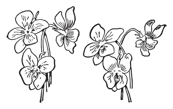 Βιολέτες Επίσης Γνωστή Βιόλα Συνήθως Είναι Σχήμα Καρδιάς Αυτά Λουλούδια — Διανυσματικό Αρχείο