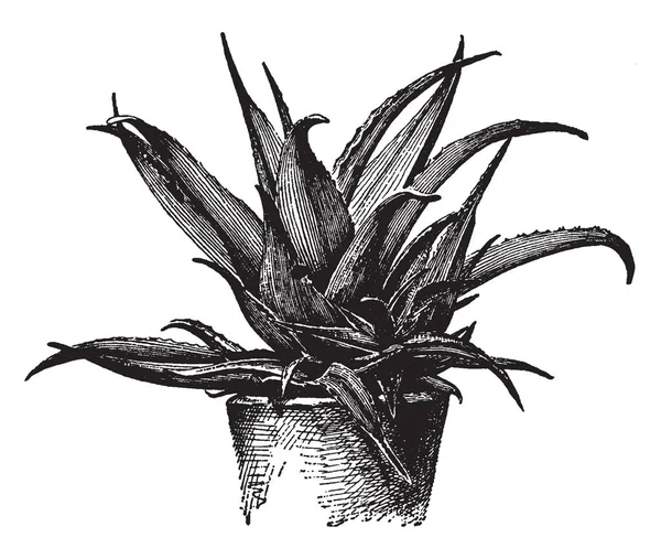 Imaginea Arată Planta Aloe Vera Este Folosit Medicament Medicină Iar — Vector de stoc