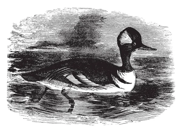 Merganser Capuchon Est Commun Amérique Nord Dessin Ligne Vintage Illustration — Image vectorielle