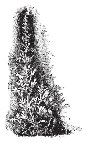 白蒿蒿蒿属多年生植物 它被称为海滩艾草和成长两英尺高 复古线条画或雕刻插图 — 图库矢量图片
