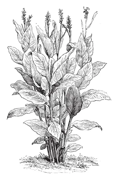 Canna Indica bitkilerin bir görüntü. Hint Reed bilinir. Bitki üç ve altı boyunda civarında geliştirir. Bu bitki Batı Hint Adaları, vintage çizgi çizme veya oyma illüstrasyon doğru yerel.