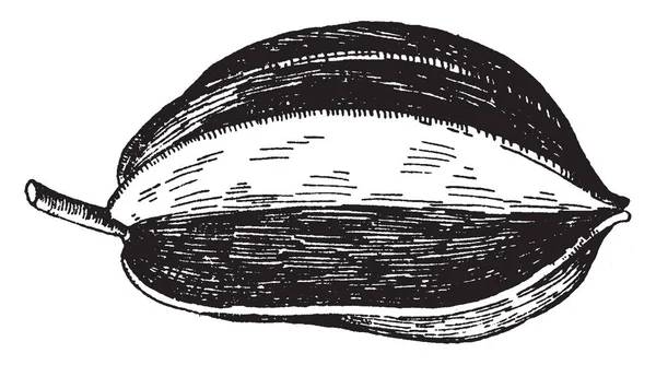 Esta Foto Fruta Carambola También Conocida Como Starfruit Científicamente Conoce — Archivo Imágenes Vectoriales