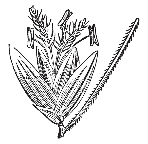 Panicacae を示す画像 花弁は楕円形です はやく育つ花 ヴィンテージの線描画や彫刻イラスト中 — ストックベクタ