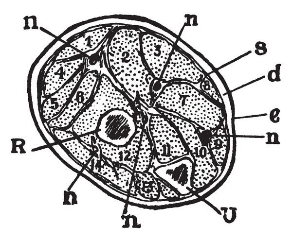 Une Section Travers Avant Bras Une Courte Distance Sous Articulation — Image vectorielle