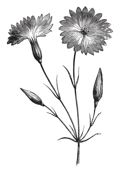 Agrostemma 深蓝的花朵 也被称为罗莎仙人掌 花花瓣有毛的边框 复古线条画或雕刻插图 — 图库矢量图片