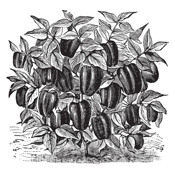 これは ルビーのキングのコショウの植物です 普通の唐辛子 トマトの形をしたフルーツより大きいです 料理のおいしいレシピを作るために使用されます 葉は小型 ビンテージの線描画や彫刻イラストです — ストックベクタ
