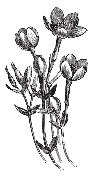 画像はまたとして知られているリンドウの花 Erythraea びまん性を示しています それがリンドウの家族に属しています それ花は明るく 深いローズします ヨーロッパ ビンテージの線描画や彫刻イラストが見つかりましたこの植物 — ストックベクタ