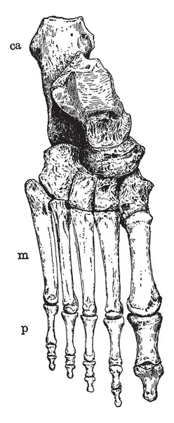 Questa Illustrazione Rappresenta Ossa Della Caviglia Del Piede Disegno Linee — Vettoriale Stock