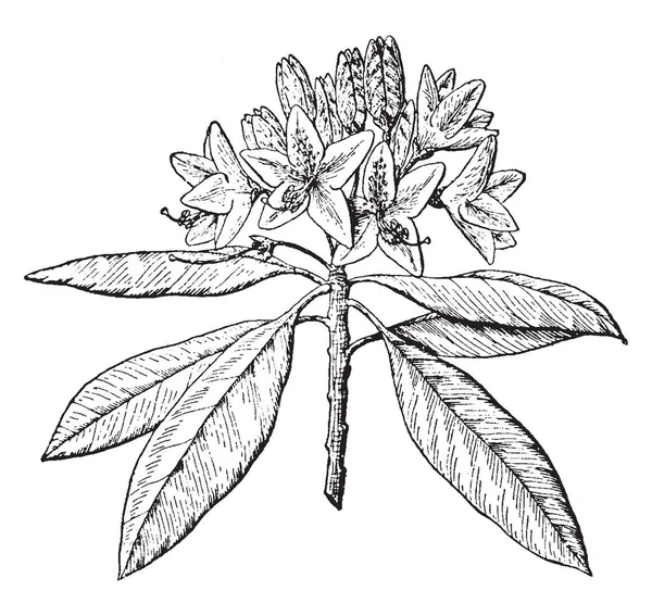 Różanecznik Maksymalna Jego Nazwy Zwyczajowe Wielki Laurel One Kwitnienia Roślin — Wektor stockowy