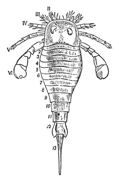 Eurypterus Fischeri Est Présenté Montrant Bouclier Prosomatique Avec Des Yeux — Image vectorielle