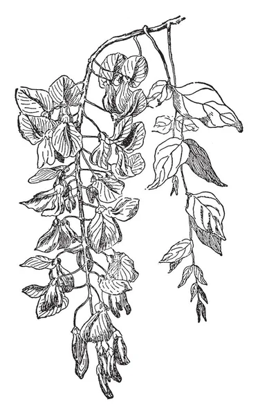 图片显示了紫藤植物 这种植物被用作食品厂 它产生的种子是非常有毒的 这个植物是芬芳的 复古线条画或雕刻插图 — 图库矢量图片
