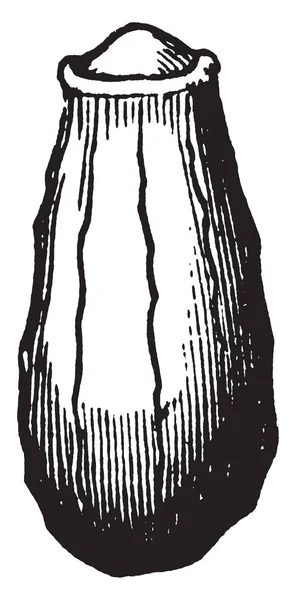 这张图片属于一种被称为梅韦德的植物 复古线条绘制或雕刻插图 — 图库矢量图片