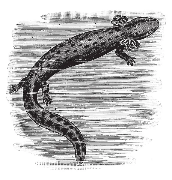 Common Mudpuppy Una Specie Salamandra Acquatica Diffusa Tutto Nord Est — Vettoriale Stock