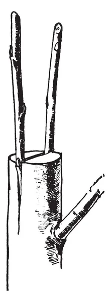 这个插图代表了用于嫁接农业 复古线条画或雕刻插图的顶部嫁接 — 图库矢量图片