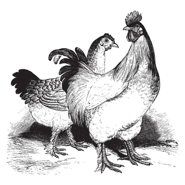 Esta Ilustración Representa Cochin China Fowl Dibujo Línea Vintage Ilustración — Vector de stock