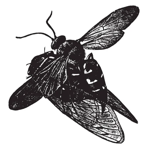 Specius のホーム ヴィンテージの線画に蝉を運ぶやイラストを彫刻 — ストックベクタ
