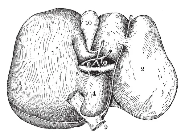 この図は 下面の肝臓 ビンテージの線描画や彫刻イラスト — ストックベクタ