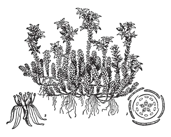 Rozchodnik Rodzaj Dużych Rozchodnika Crassulaceae Reprezentujących Około 400 Rodzajów Liści — Wektor stockowy