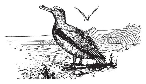 Pájaro Con Pico Largo Orilla Otro Pájaro Volando Aire Dibujo — Archivo Imágenes Vectoriales