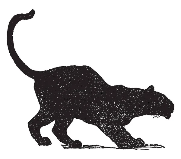 Mowgli Nın Kardeşler Resmi Bir Kara Panter Vintage Çizgi Çizme — Stok Vektör
