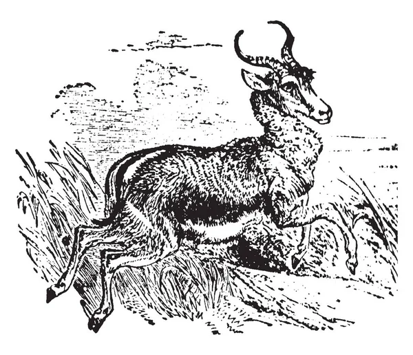 Springbok Species Antelope Which Resembles Gazelles Size Habits Vintage Line — Stock Vector