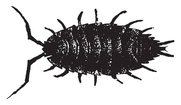 Sow Bug Crustáceo Isópode Terrestre Com Uma Linha Desenho Gravura —  Vetores de Stock