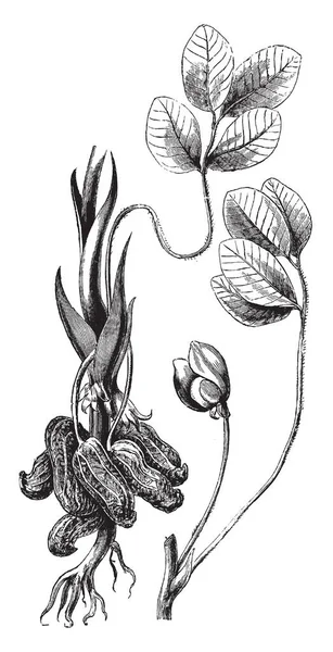 这张图片显示了花生花生植物的叶子 花朵和簇 花生或花生是豆科植物或 家族中的一种 尽管其名称和外观 花是黄色的 复古线条画或雕刻插图 — 图库矢量图片