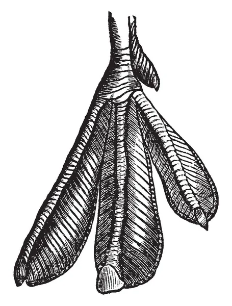 Нога Grebe Которая Снабжена Плавательной Мембраной Рисунком Винтажной Линии Гравировкой — стоковый вектор