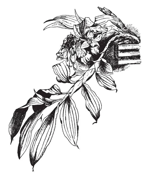 Chysis Bractescens 開花を保証するために乾燥した冬を必要とし 木生シダやバスケット ペンダント杖 ビンテージの線描画や彫刻イラストに合わせてマウントされた栽培されている最高 — ストックベクタ
