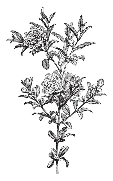 Een Afbeelding Vertoont Tak Van Granaatappelboom Met Haar Vruchten Granaatappel — Stockvector