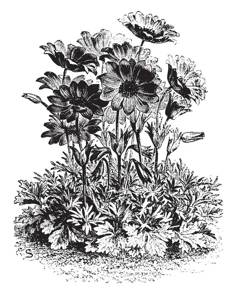 Зображення Показує Завод Anemone Fulgens Квітка Fulgens Тропічну Квітку Сліпуча — стоковий вектор