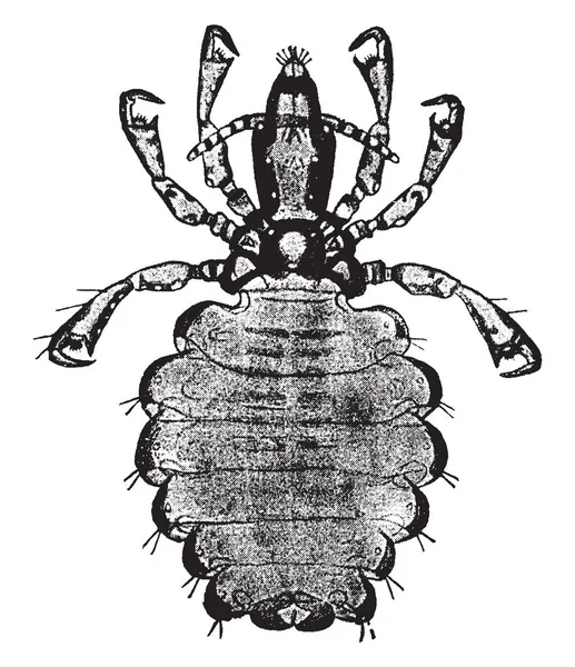 Pidocchio Maiale Della Specie Hermatopinus Urius Illustrazione Linee Vintage Incisione — Vettoriale Stock