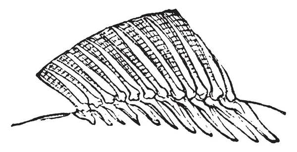 Weiche Rückenflosse Vintage Gravierte Illustration Naturgeschichte Der Tiere 1880 — Stockvektor