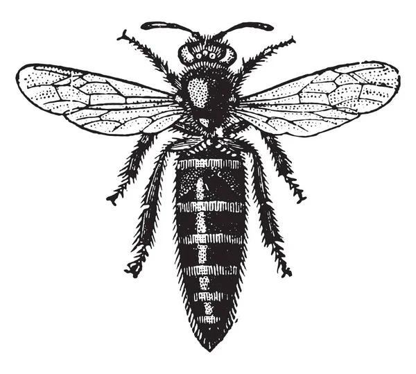 Bee Mother Vintage Engraved Illustration Industrial Encyclopedia Lami 1875 — Stock Vector