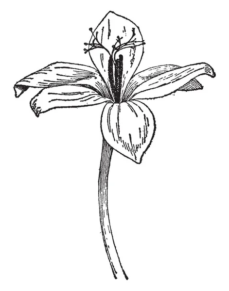 Этом Рисунке Показан Единственный Цветок Рисунок Винтажной Линии Гравировка — стоковый вектор