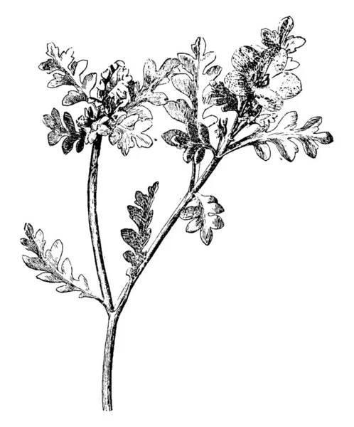 植物のスキャナー画像 ベクトル Illustratuion — ストックベクタ